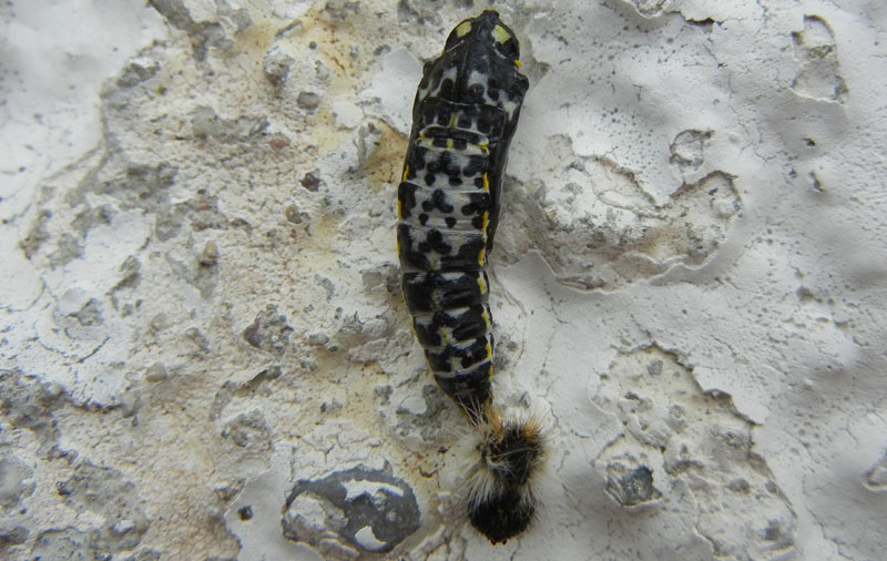 crisalide: Aporia crataegi - Pieridae..........dal Trentino