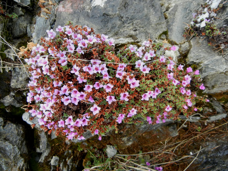 Saxifraga oppositifolia L., sl.