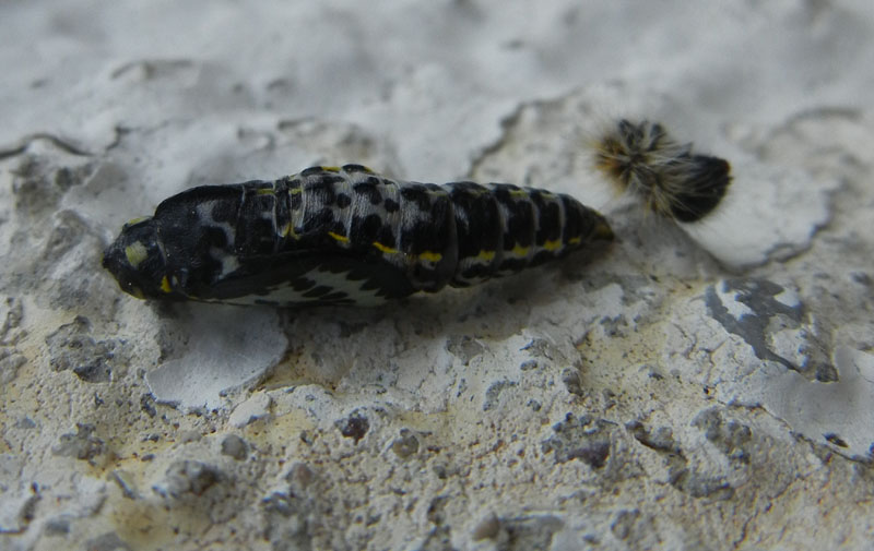 crisalide: Aporia crataegi - Pieridae..........dal Trentino