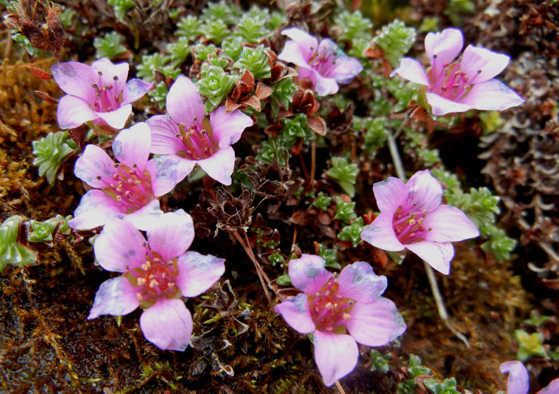 Saxifraga oppositifolia L., sl.