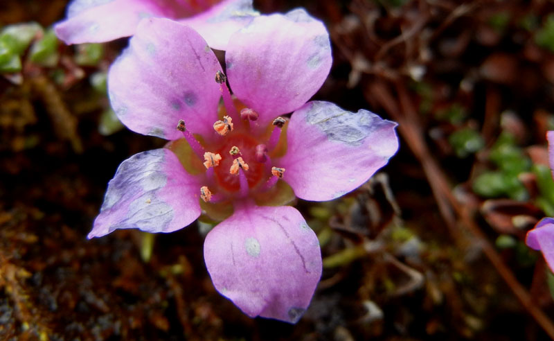 Saxifraga oppositifolia L., sl.