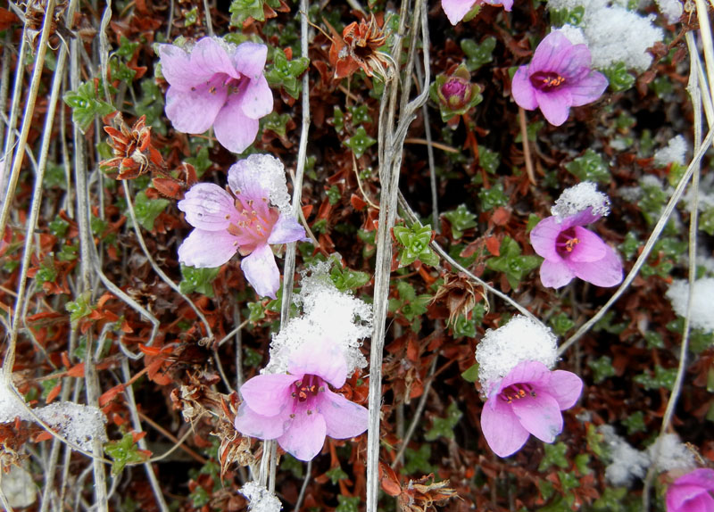 Saxifraga oppositifolia L., sl.