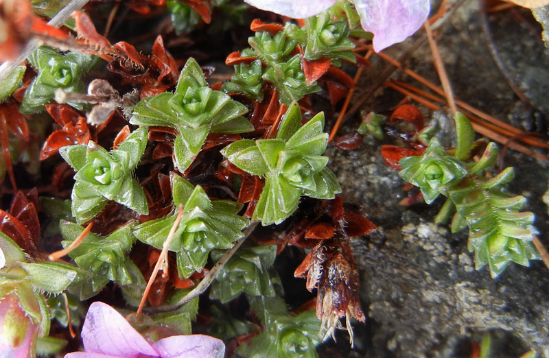 Saxifraga oppositifolia L., sl.