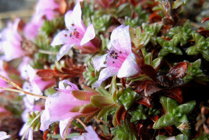 Saxifraga oppositifolia L., sl.