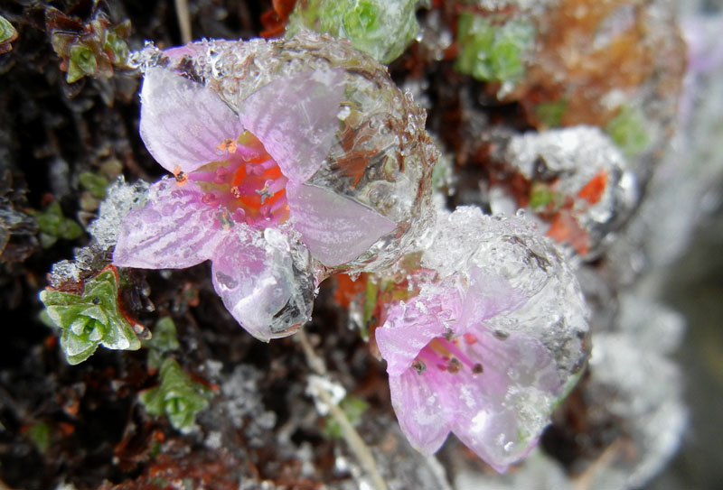 Saxifraga oppositifolia L., sl.