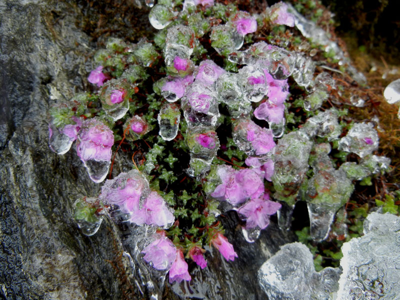 Saxifraga oppositifolia L., sl.