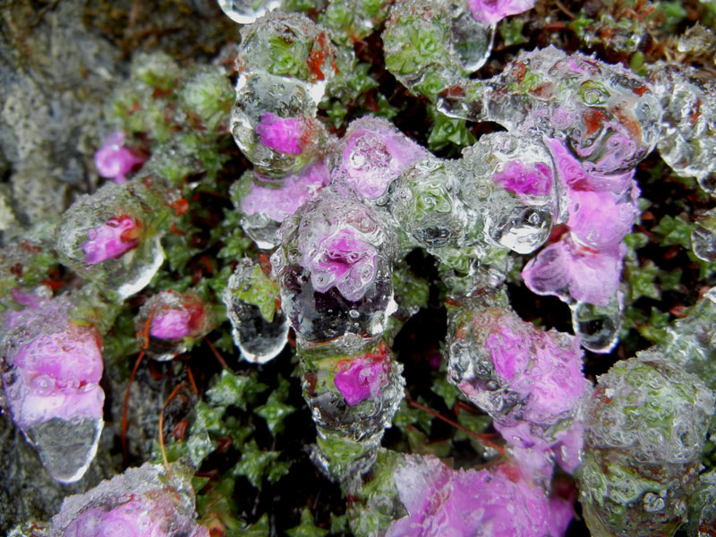 Saxifraga oppositifolia L., sl.