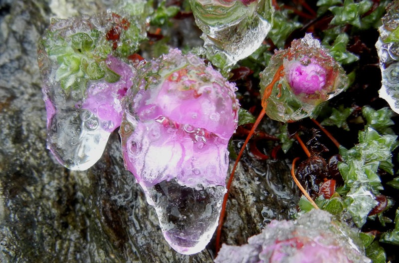 Saxifraga oppositifolia L., sl.