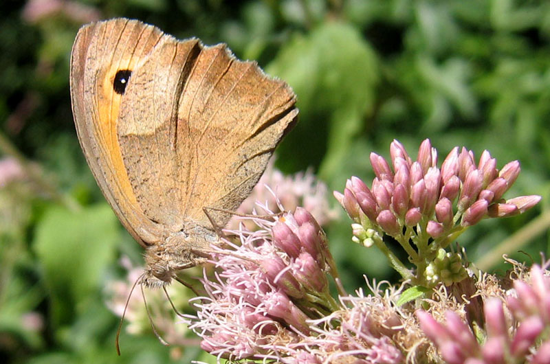 Maniola jurtina (f.) Nymphalidae Satyrinae.....dal Trentino