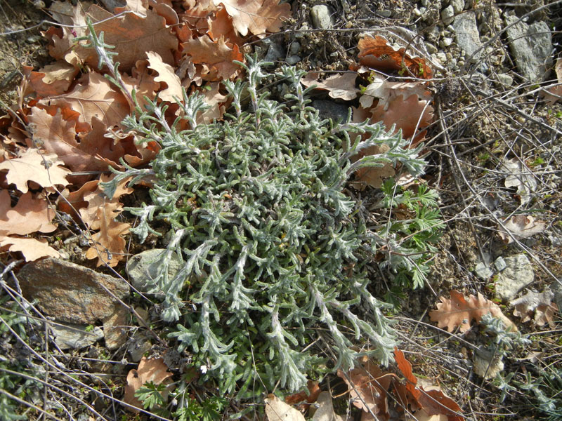 Achillea tomentosa / Millefoglio giallo