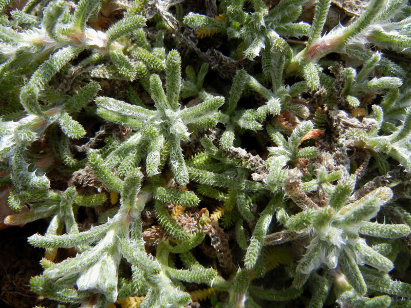 Achillea tomentosa / Millefoglio giallo