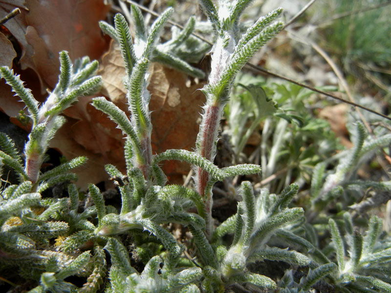 Achillea tomentosa / Millefoglio giallo