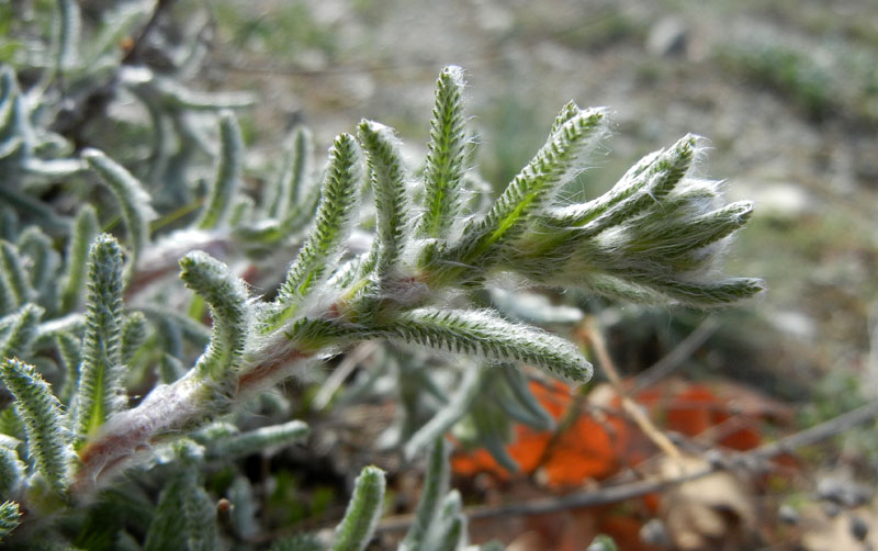 Achillea tomentosa / Millefoglio giallo