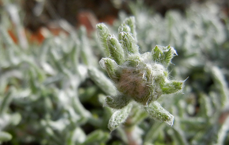 Achillea tomentosa / Millefoglio giallo