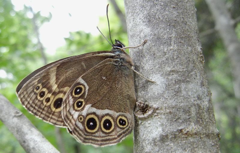 Lopinga achine - Nymphalidae Satyrinae..........dal Trentino