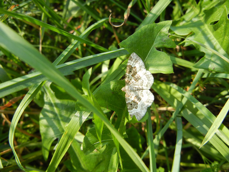 Epirrhoe rivata o alternata ?....dal Trentino