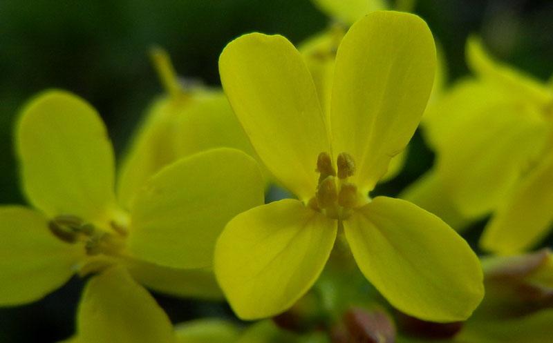 Alyssoides utriculata / Vesicaria maggiore