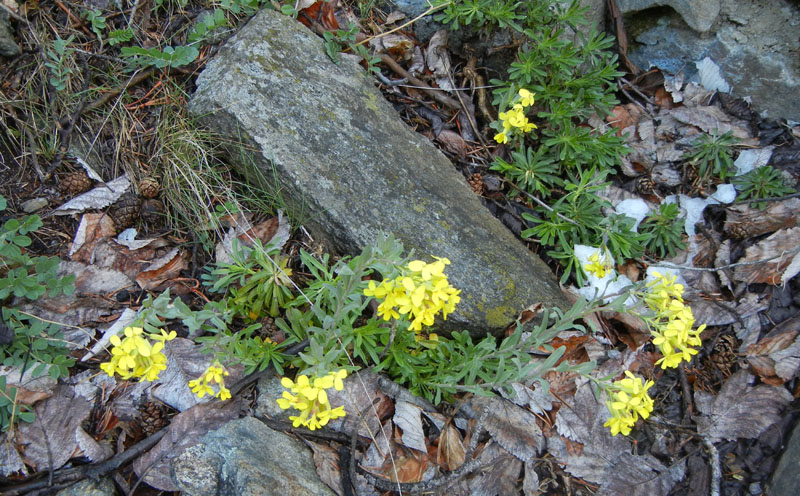 Alyssoides utriculata / Vesicaria maggiore