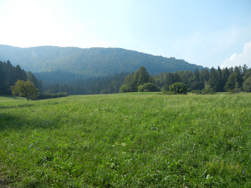 Epirrhoe rivata o alternata ?....dal Trentino