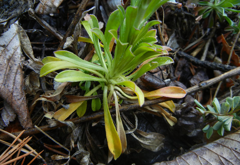 Alyssoides utriculata / Vesicaria maggiore