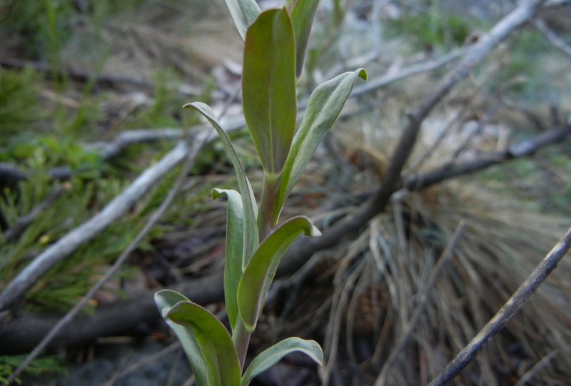 Alyssoides utriculata / Vesicaria maggiore