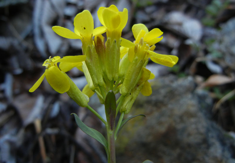 Alyssoides utriculata / Vesicaria maggiore