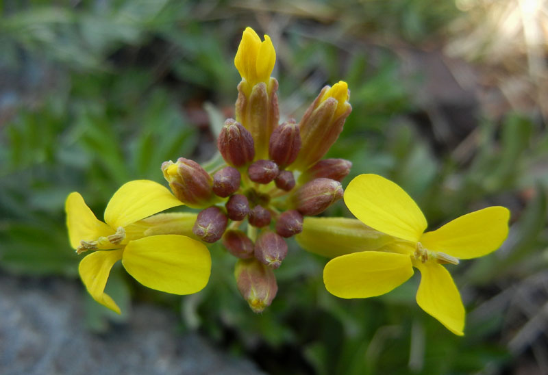 Alyssoides utriculata / Vesicaria maggiore