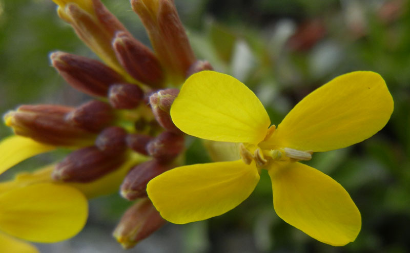 Alyssoides utriculata / Vesicaria maggiore