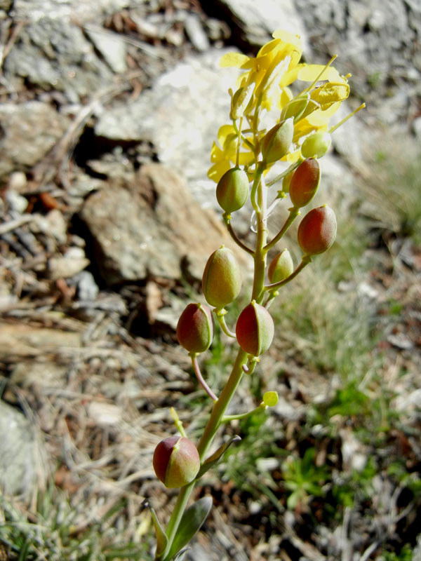 Alyssoides utriculata / Vesicaria maggiore