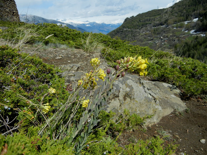 Alyssoides utriculata / Vesicaria maggiore