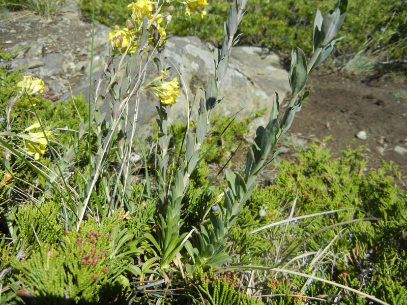 Alyssoides utriculata / Vesicaria maggiore