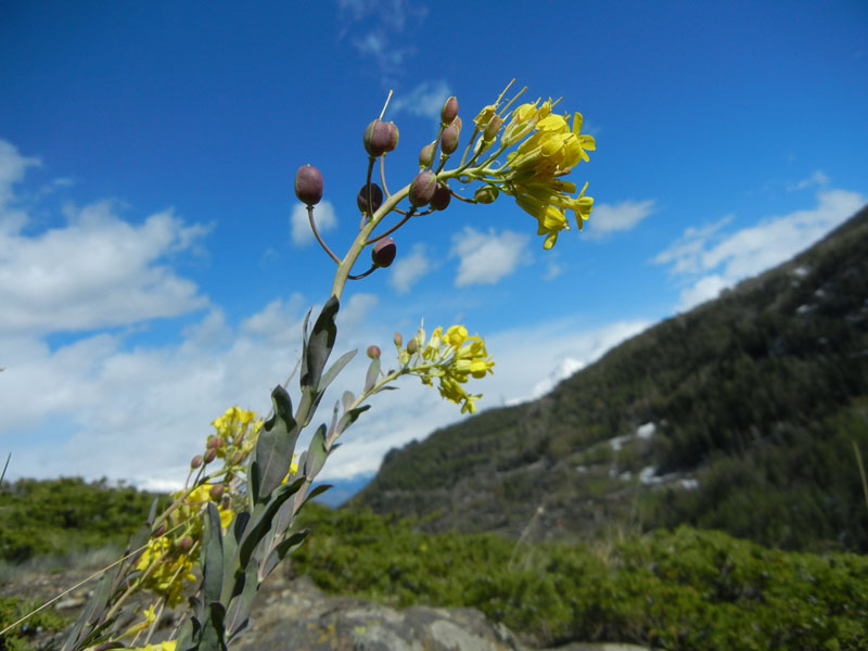 Alyssoides utriculata / Vesicaria maggiore