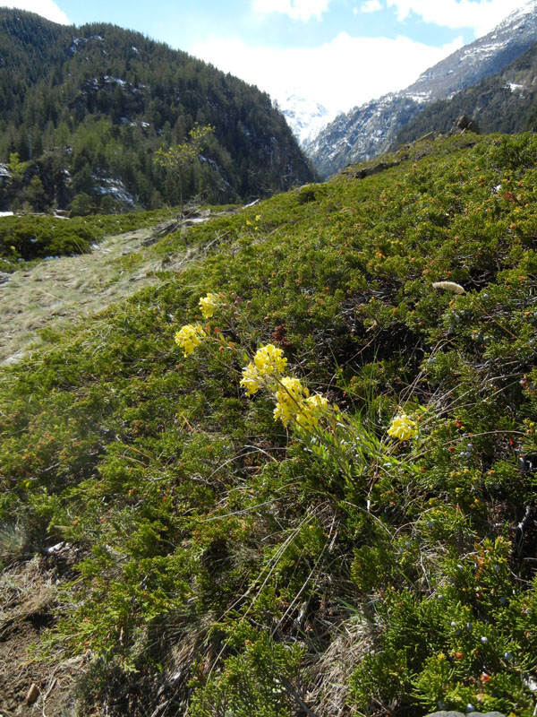 Alyssoides utriculata / Vesicaria maggiore