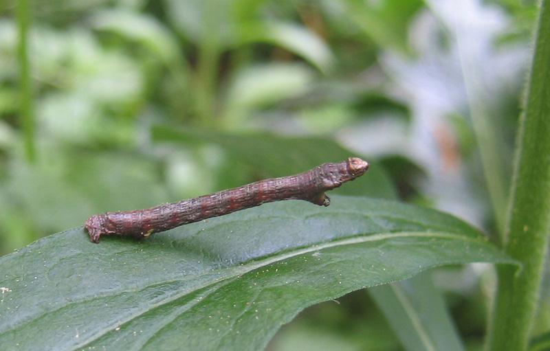 bruco: Geometridae sp. (dal Trentino)