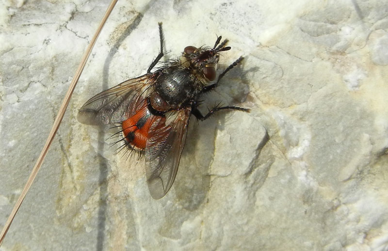 Peleteria cf. rubescens (Tachinidae)