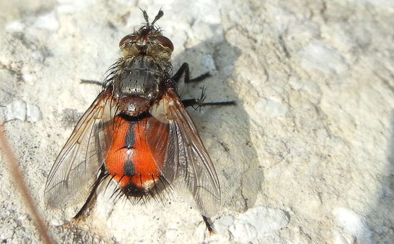 Peleteria cf. rubescens (Tachinidae)