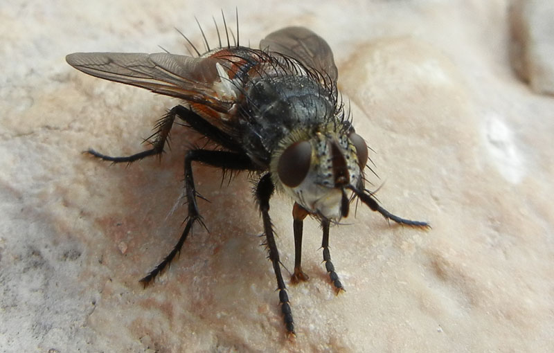 Peleteria cf. rubescens (Tachinidae)