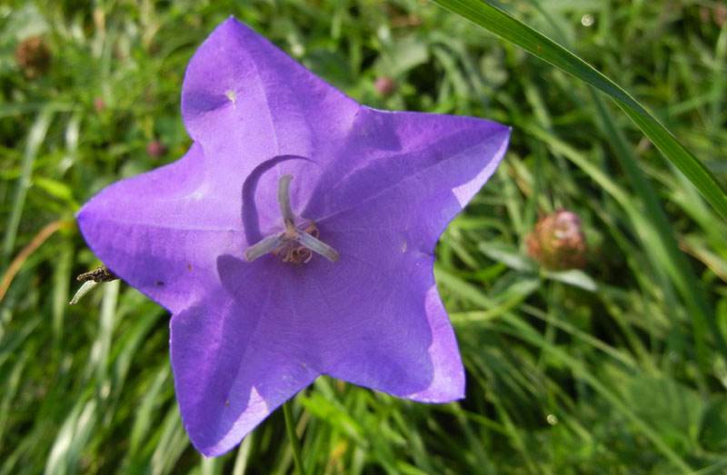 Campanula persicifolia / Campanula con foglie di pesco