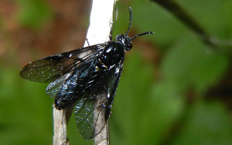 Tenthredinidae (?) da determinare......