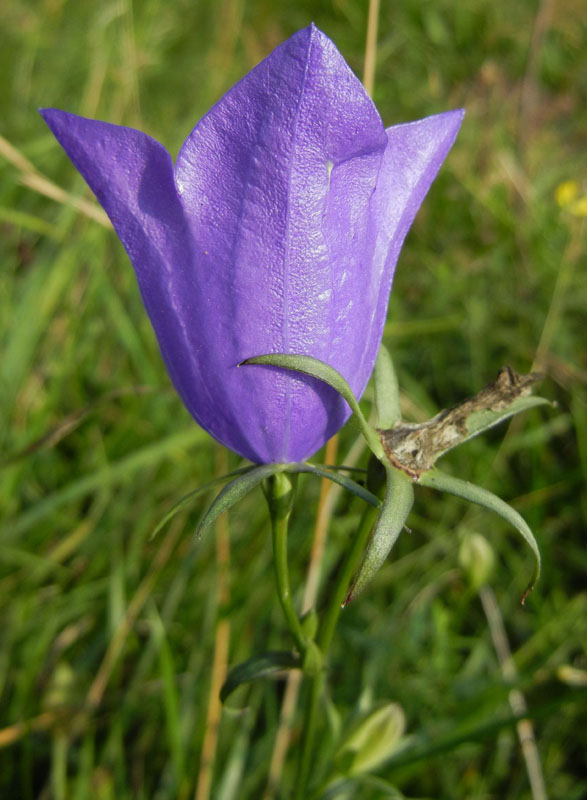 Campanula persicifolia / Campanula con foglie di pesco