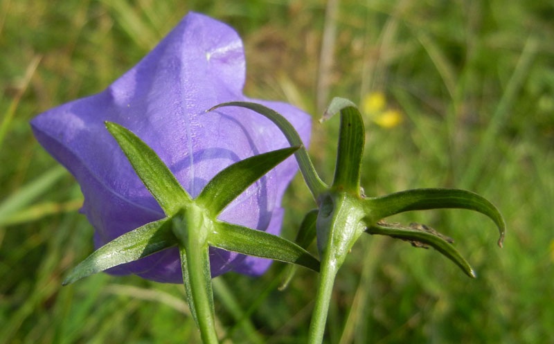 Campanula persicifolia / Campanula con foglie di pesco