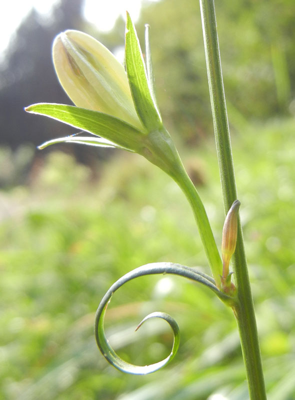 Campanula persicifolia / Campanula con foglie di pesco