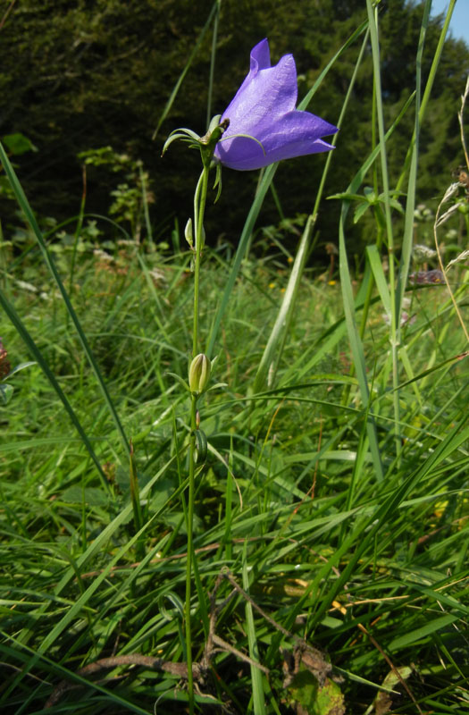 Campanula persicifolia / Campanula con foglie di pesco