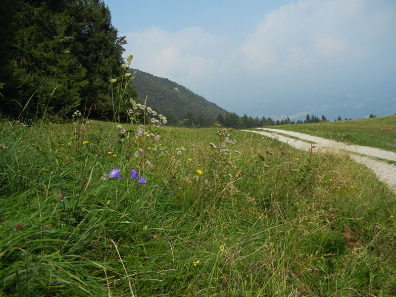 Campanula persicifolia / Campanula con foglie di pesco