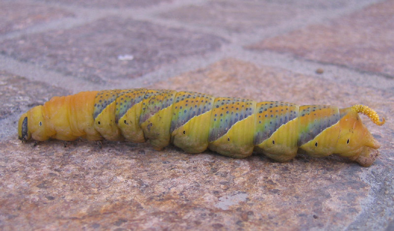 larva: Acherontia atropos - Sphingidae....dal Trentino