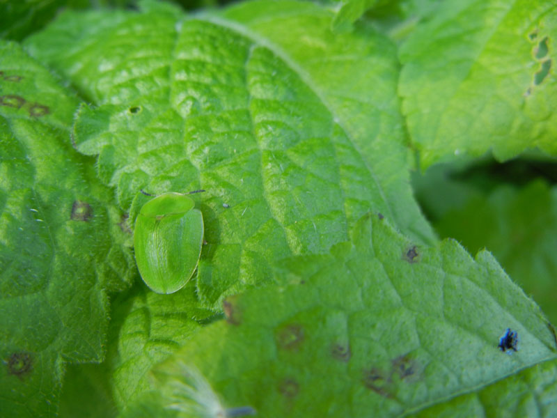 non mi ricordo.......:larva di Cassida sp.