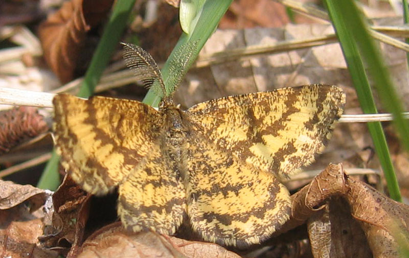 Ematurga atomaria (m.) Geometridae...dal Trentino