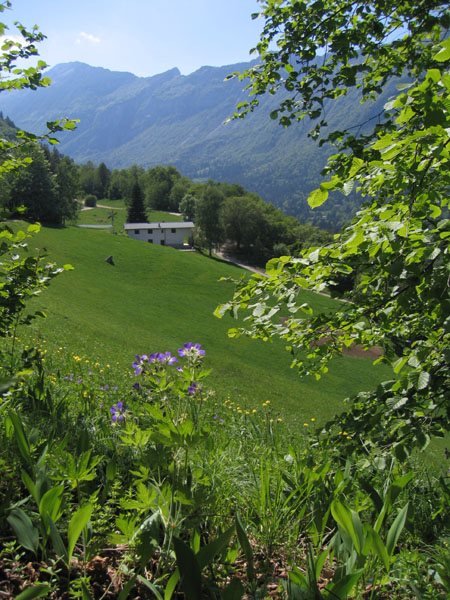 Geranium sylvaticum.....dal Trentino