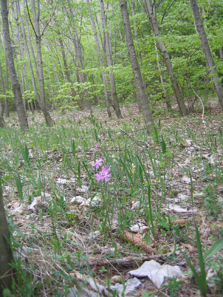 Silene dioica