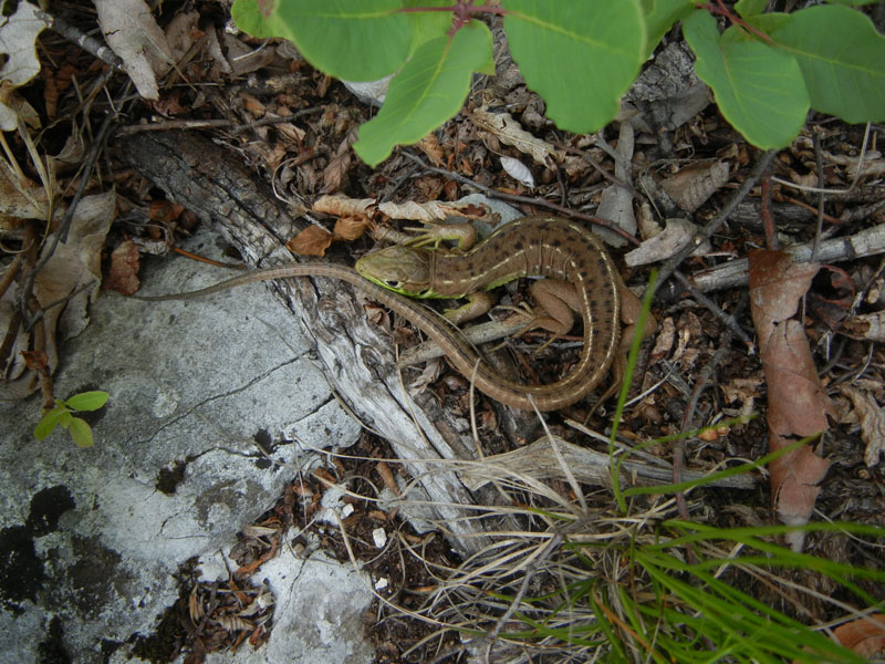 Lacerta bilineata